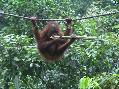 22-Orangutan.jpg (51824 bytes)