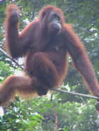 22-Orangutan3.jpg (30666 bytes)