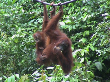 22-Orangutan4.jpg (53130 bytes)