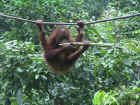 22-Orangutan.jpg (51824 bytes)