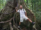 57-rainforest_tree.jpg (46389 bytes)