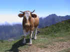 67-Madeira_cow.jpg (32014 bytes)